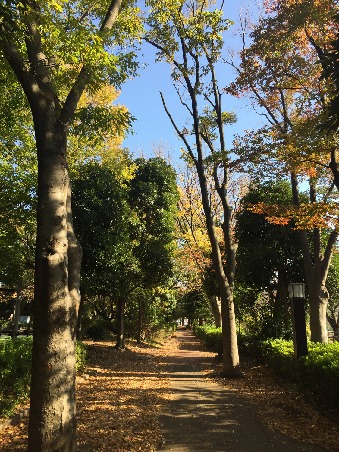 秋色に染まる中原平和公園 新 小杉散歩 新小杉開発株式会社 秋色に染まる中原平和公園 新 小杉散歩 新小杉開発株式会社