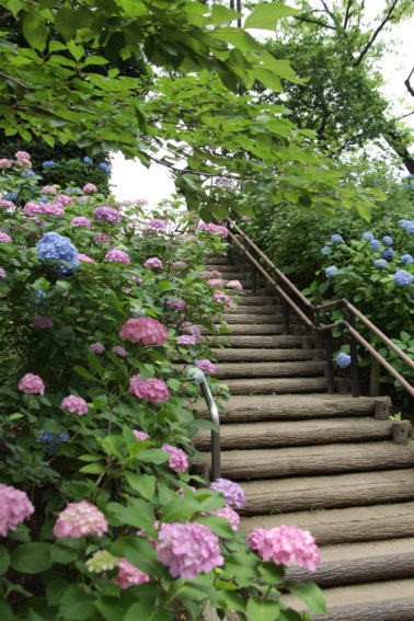 多摩川台公園あじさい