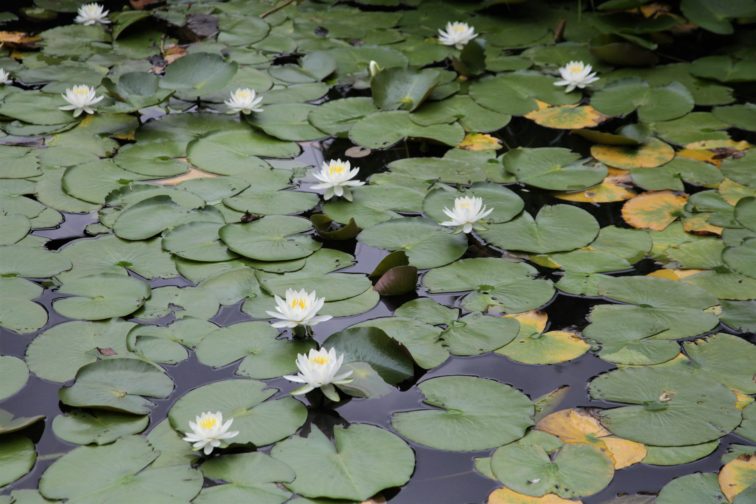 多摩川台公園水生植物園