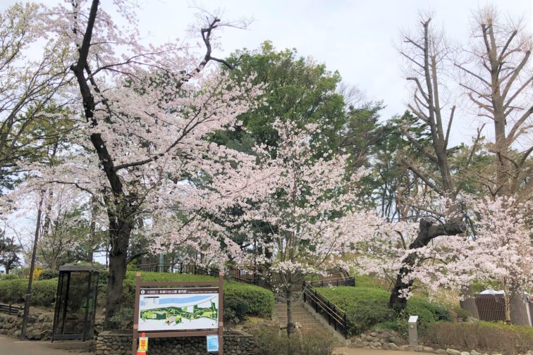 多摩川台公園の桜