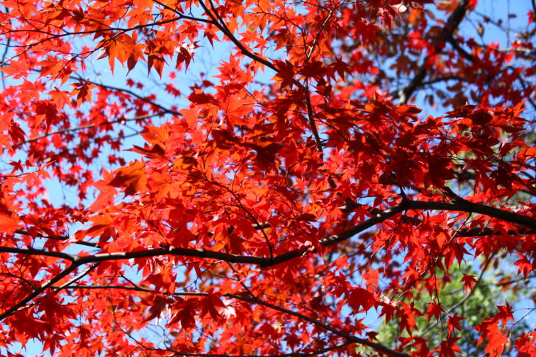 等々力緑地紅葉