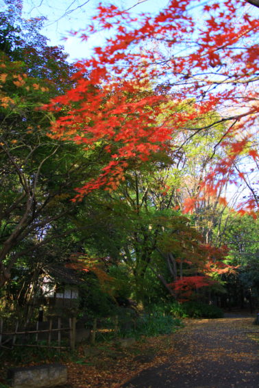 等々力緑地紅葉