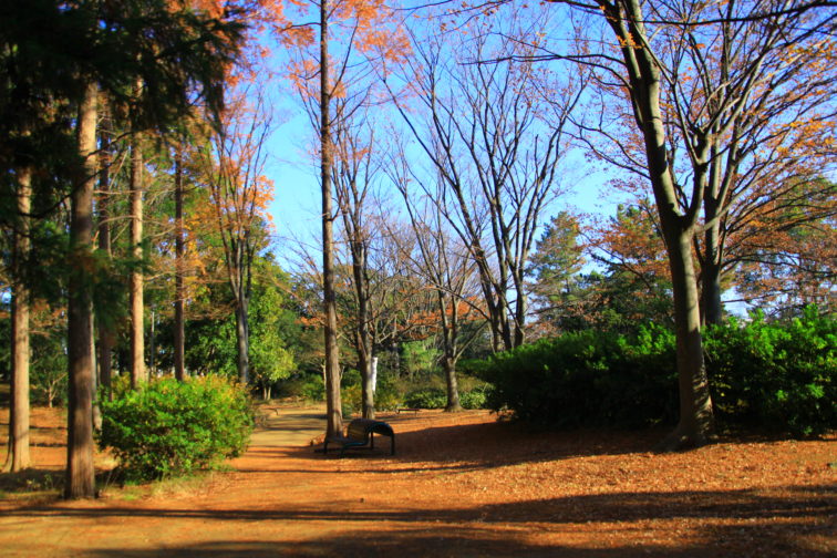 等々力緑地紅葉