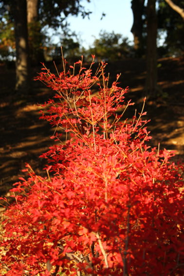 等々力緑地紅葉