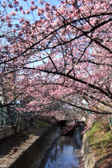 二ヶ領用水の河津桜