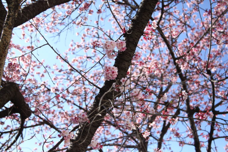 二ヶ領用水の河津桜