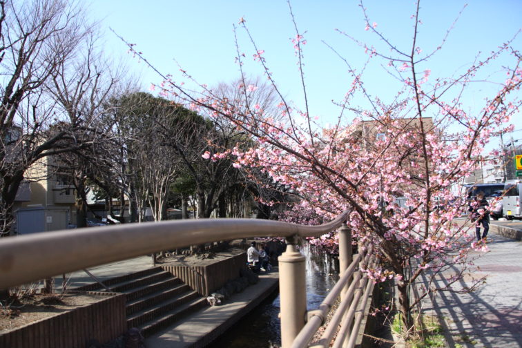 二ヶ領用水の河津桜