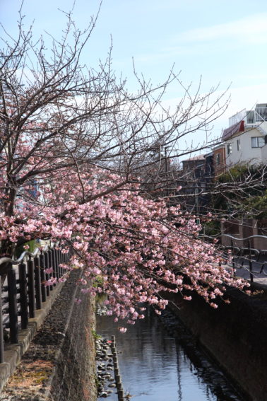 二ヶ領用水の河津桜