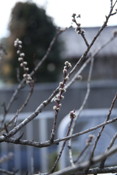 二ヶ領用水桃