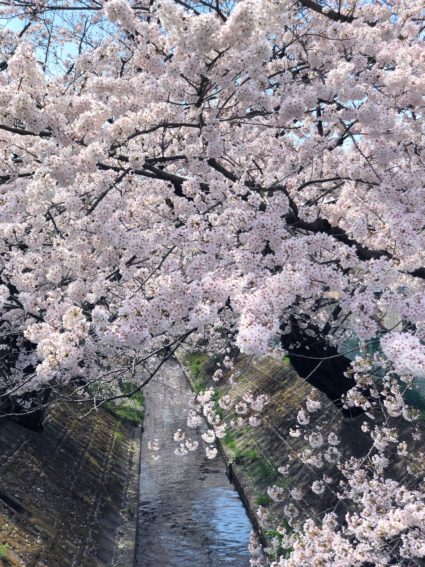 渋川の桜