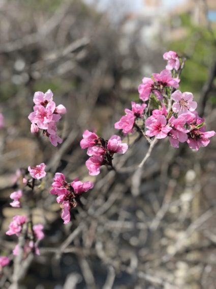 二ヶ領用水の花桃