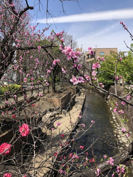 二ヶ領用水の花桃