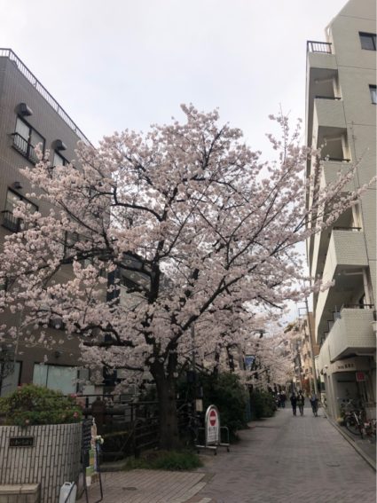 法政通り商店街の桜