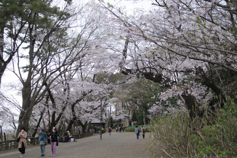 多摩川台公園の桜