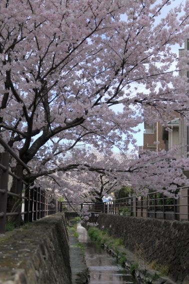 二ヶ領用水の桜