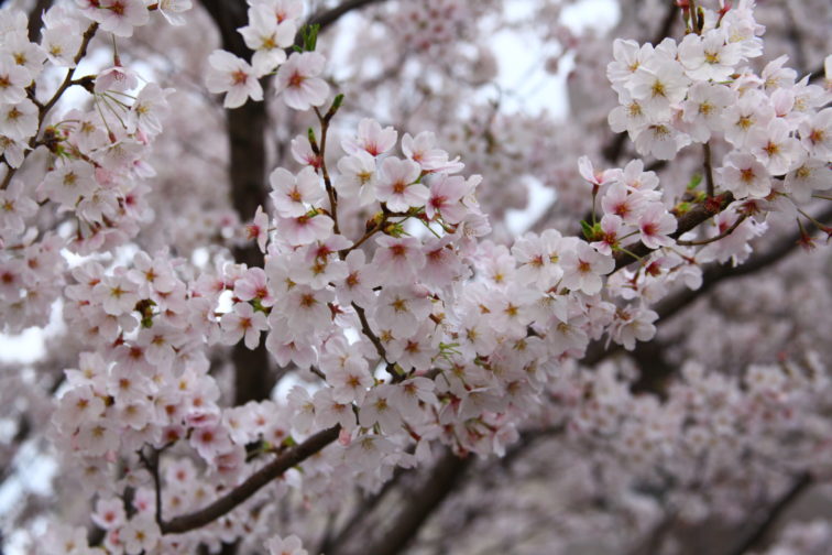 二ヶ領用水の桜