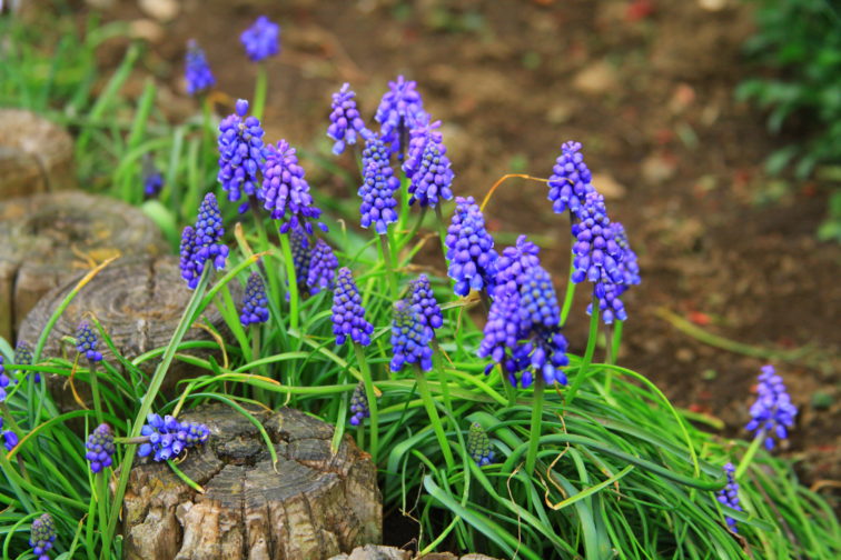 二ヶ領用水の花