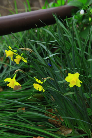 二ヶ領用水の花