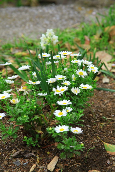 二ヶ領用水の花