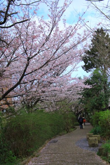 二ヶ領用水の桜