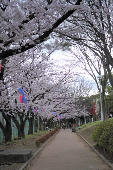 中原平和公園の桜