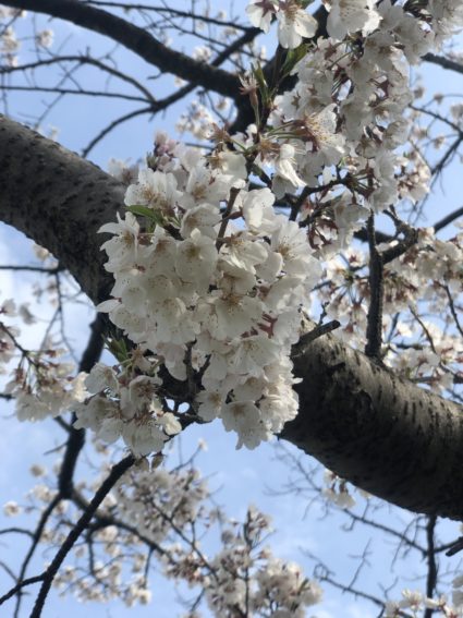 多摩川の薄墨桜