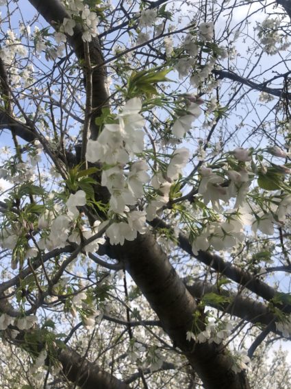 多摩川の大島桜