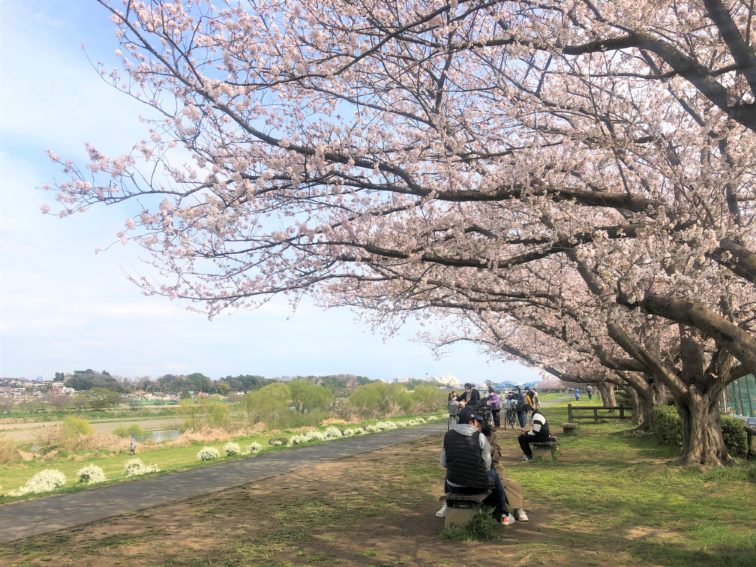 多摩川の桜並木