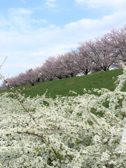 多摩川の雪柳