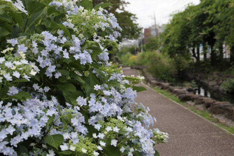 江川せせらぎ遊歩道の紫陽花