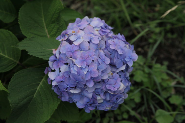 江川せせらぎ遊歩道の紫陽花