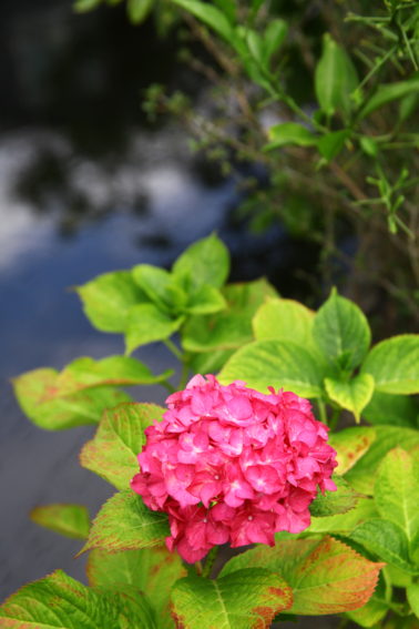 江川せせらぎ遊歩道の紫陽花