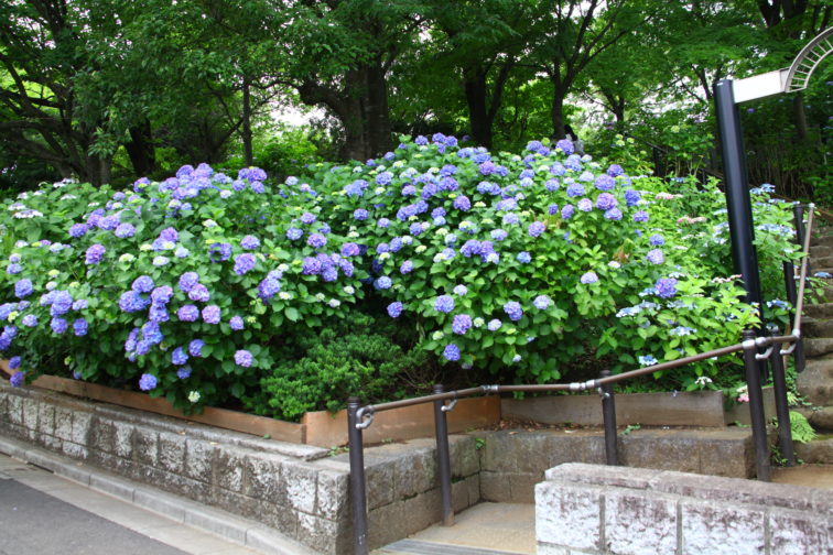 多摩川台公園の紫陽花