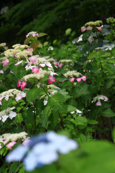 多摩川台公園の紫陽花