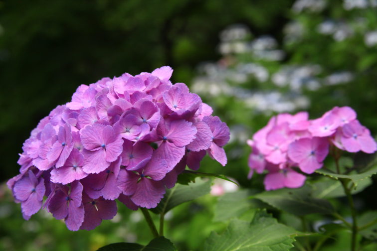 多摩川台公園の紫陽花