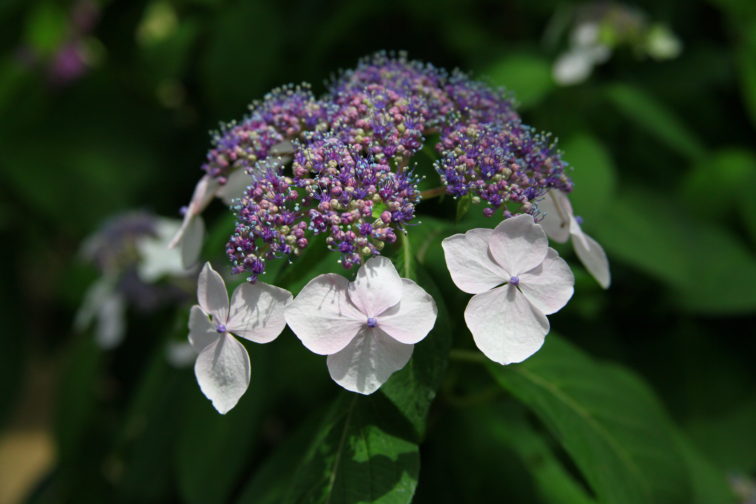 多摩川台公園の紫陽花