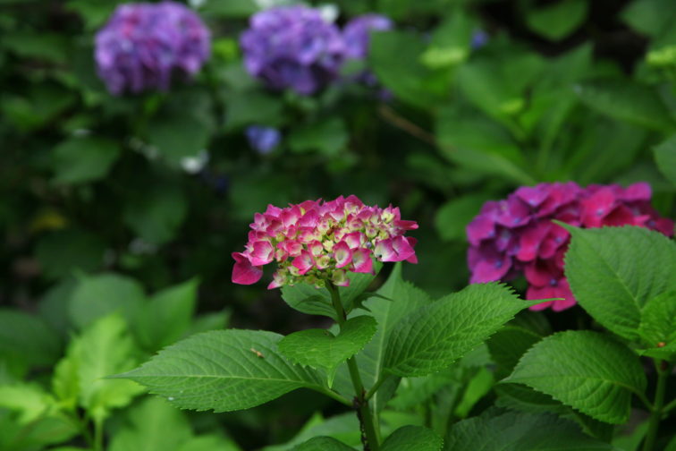 多摩川台公園の紫陽花