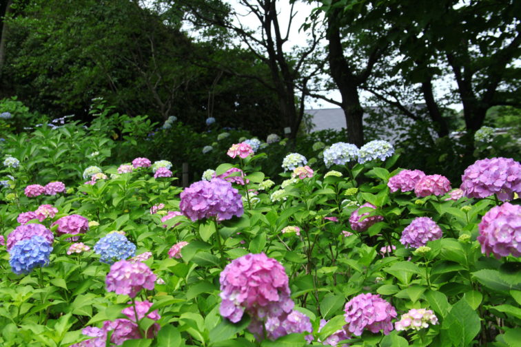 多摩川台公園の紫陽花