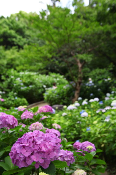 多摩川台公園の紫陽花