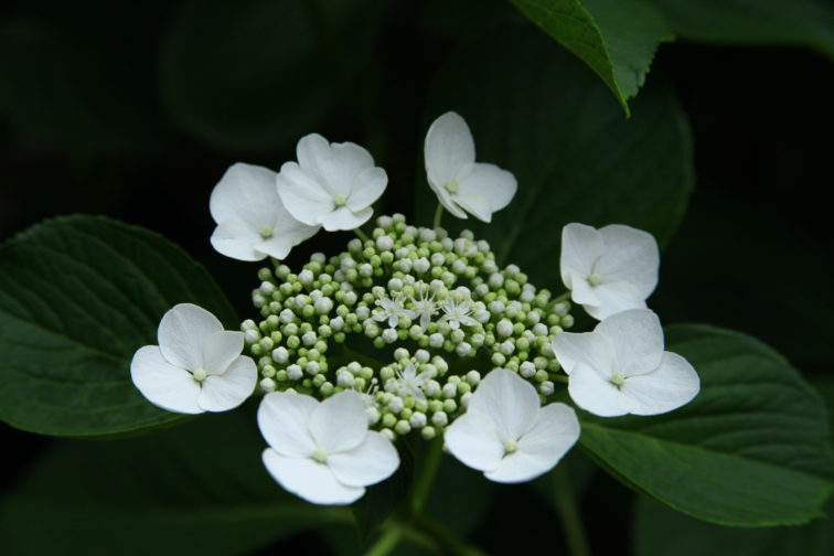 多摩川台公園の紫陽花