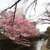 山王橋付近河津桜