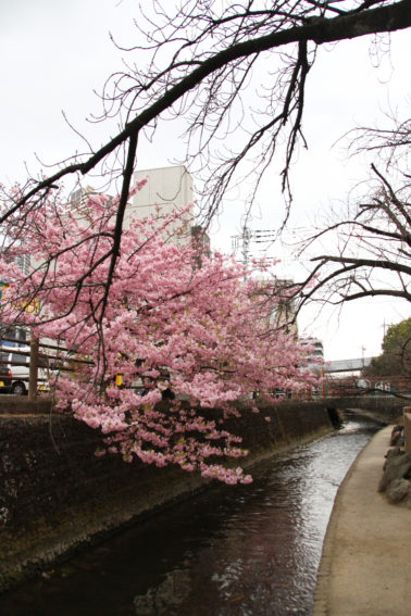 山王橋付近河津桜