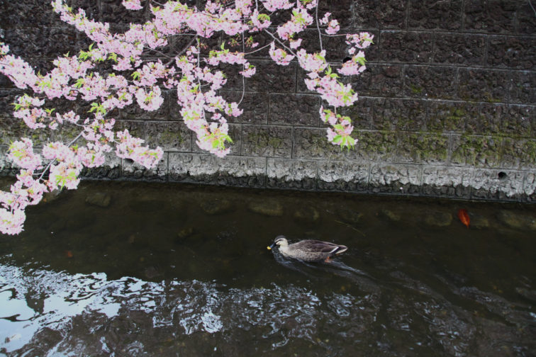 春の二ヶ領用水