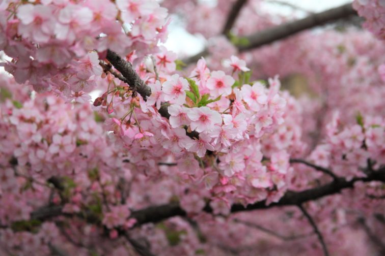 河津桜