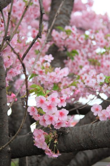 二ヶ領用水の河津桜