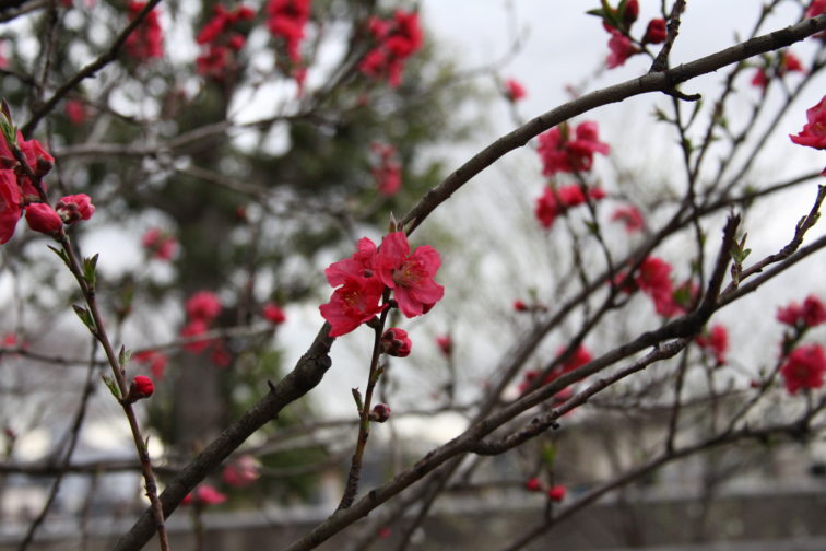 二ヶ領用水の桃の花