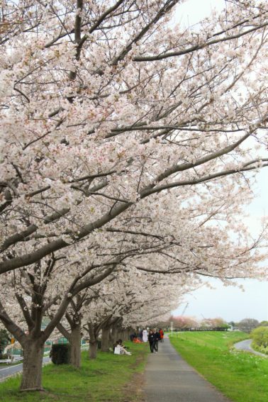 多摩川沿い桜