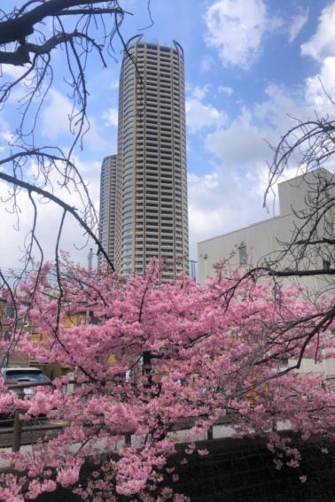 小杉御殿町付近河津桜