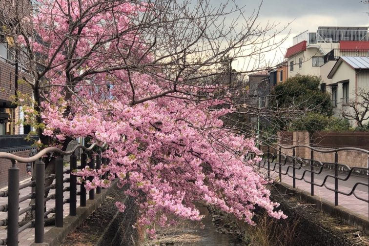 二ヶ領用水の河津桜