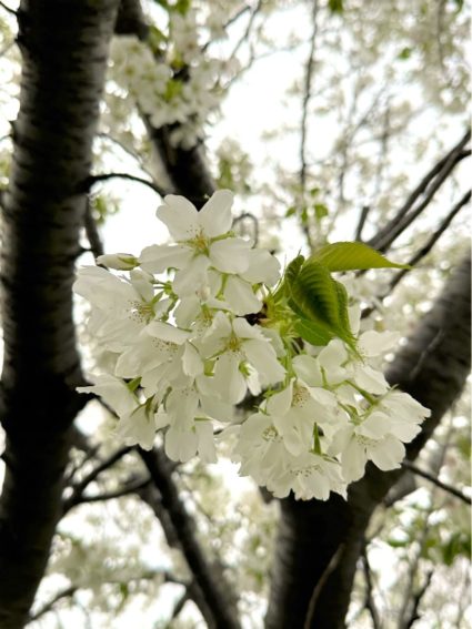 多摩川　大島桜